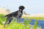 German wirehaired Pointer in summer