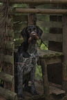 German wirehaired Pointer