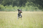 German wirehaired Pointer