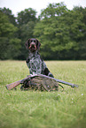 German wirehaired Pointer