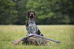 German wirehaired Pointer