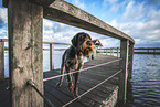 German wirehaired Pointer