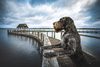 German wirehaired Pointer