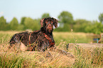 German wirehaired Pointer