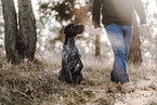 German wirehaired Pointer