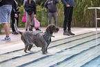 German wirehaired Pointer