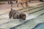 German wirehaired Pointer