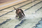 German wirehaired Pointer