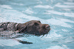 German wirehaired Pointer