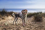 German wirehaired Pointer