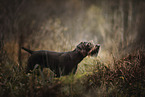 German Wirehaired Pointer