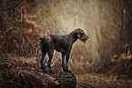German Wirehaired Pointer