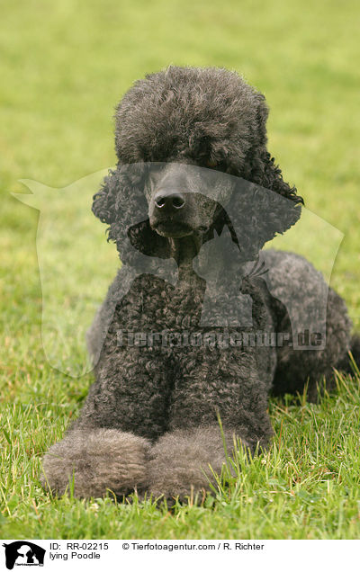 liegender Knigspudel / lying Poodle / RR-02215