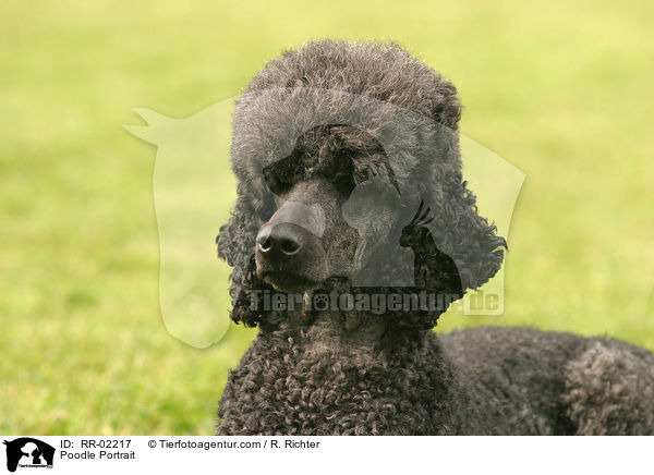 Knigspudel Portrait / Poodle Portrait / RR-02217