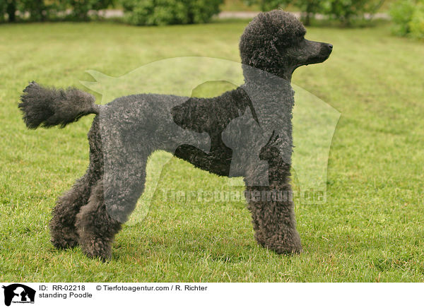 standing Poodle / RR-02218