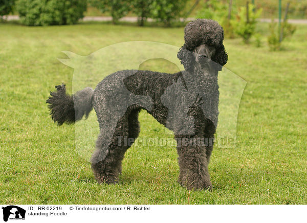 stehender Knigspudel / standing Poodle / RR-02219