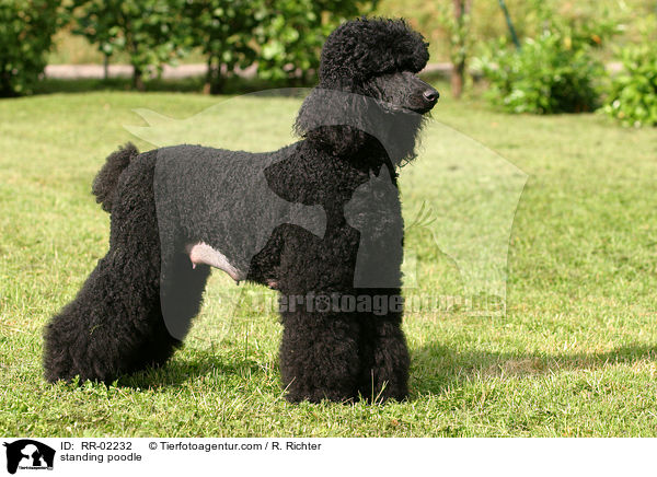 stehender Pudel / standing poodle / RR-02232