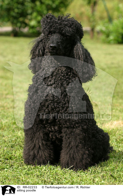 sitzender Pudel / sitting poodle / RR-02233