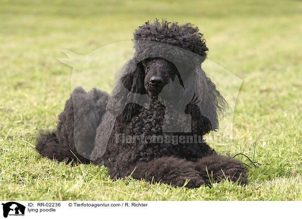 liegender Pudel / lying poodle / RR-02236