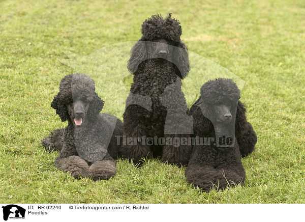 Pudel / Poodles / RR-02240