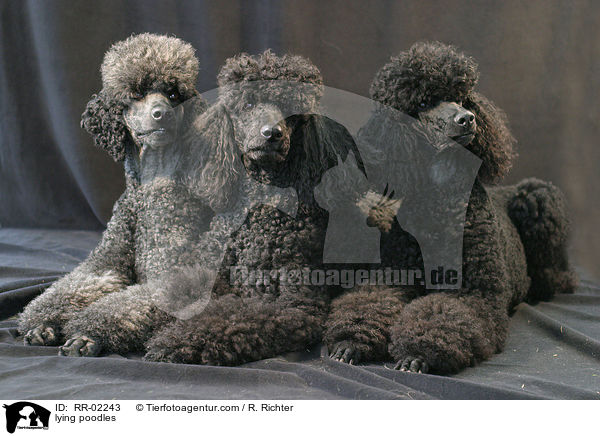 liegende Pudel / lying poodles / RR-02243