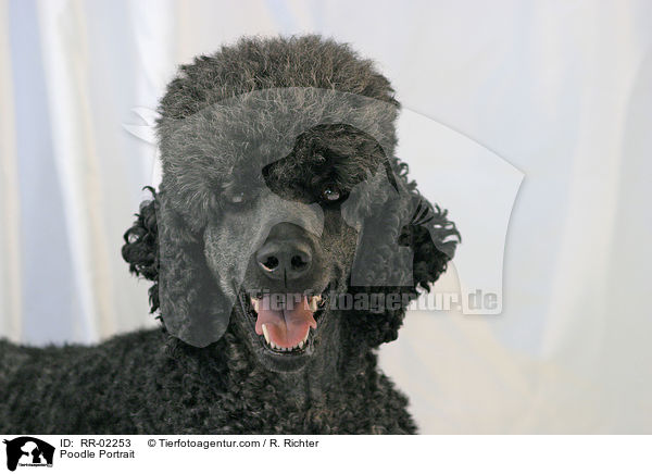 Pudel / Poodle Portrait / RR-02253