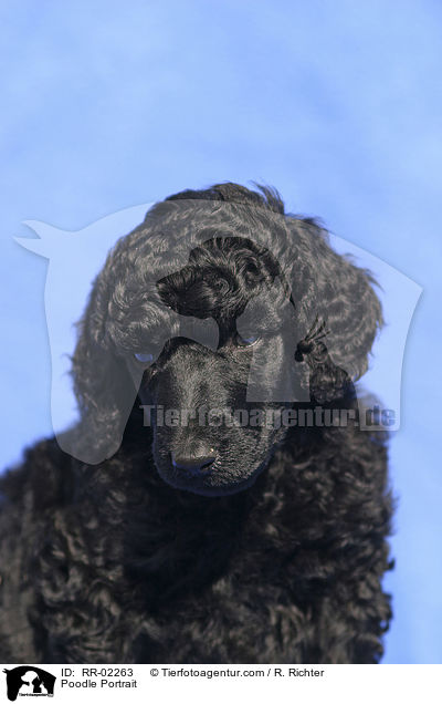 Pudel / Poodle Portrait / RR-02263