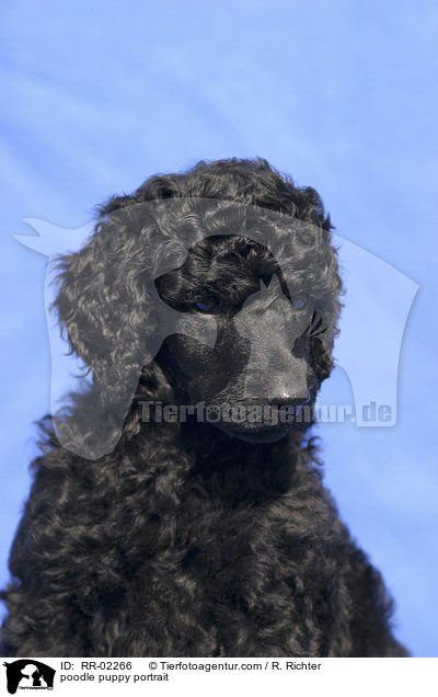 Pudelwelpe Portrait / poodle puppy portrait / RR-02266