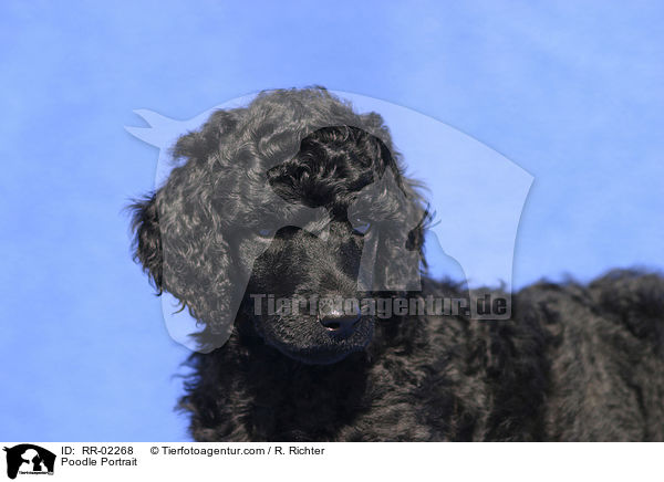 Pudel / Poodle Portrait / RR-02268