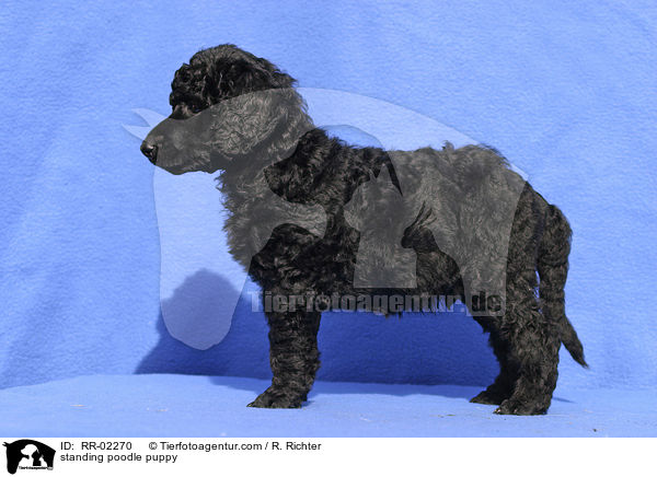 stehender Pudelwelpe / standing poodle puppy / RR-02270