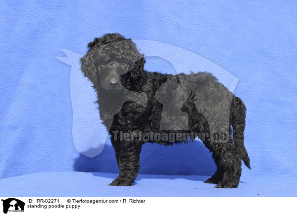 stehender Pudelwelpe / standing poodle puppy / RR-02271