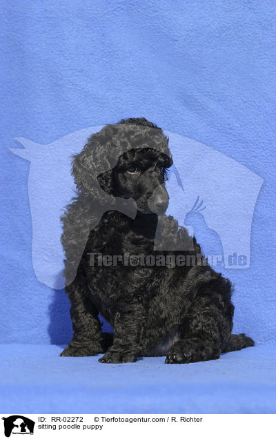 sitzender Pudelwelpe / sitting poodle puppy / RR-02272