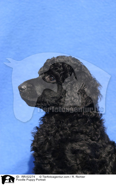 Pudelwelpe Portrait / Poodle Puppy Portrait / RR-02274