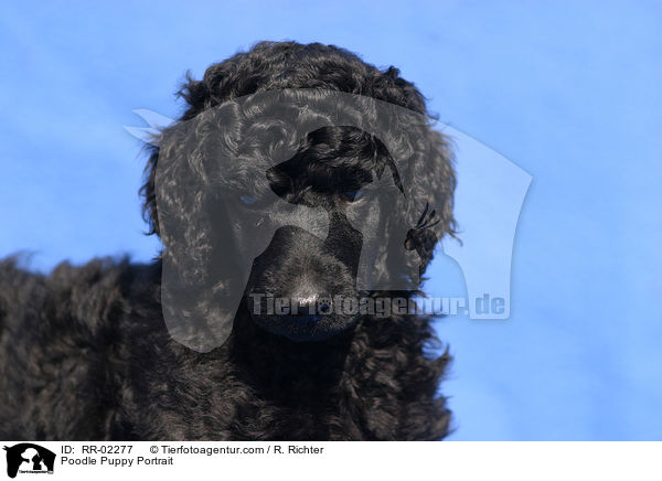 Pudelwelpe Portrait / Poodle Puppy Portrait / RR-02277