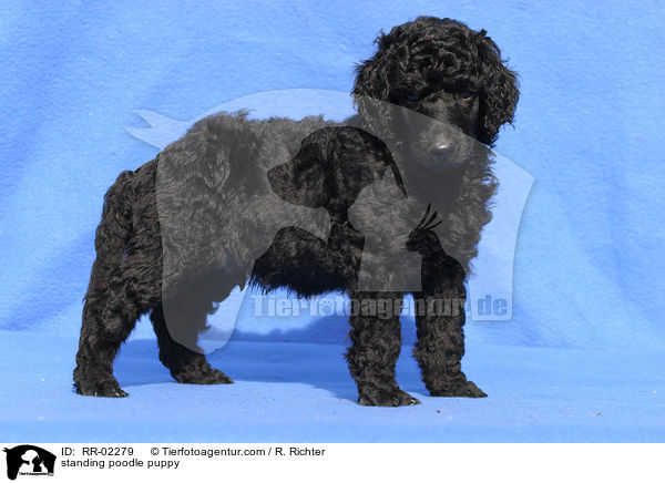 stehender Pudelwelpe / standing poodle puppy / RR-02279