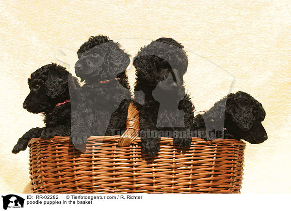 Pudelwelpen im Krbchen / poodle puppies in the basket / RR-02282