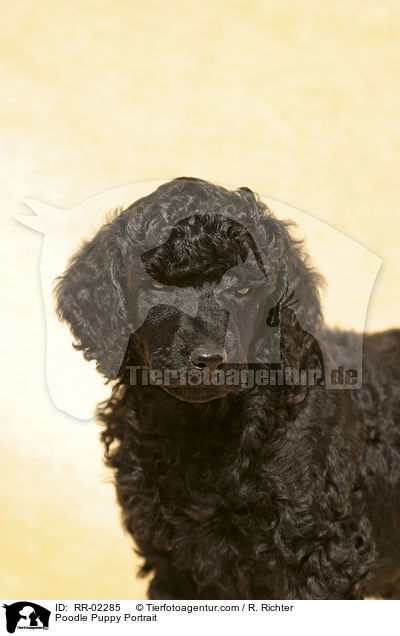 Pudelwelpen Portrait / Poodle Puppy Portrait / RR-02285