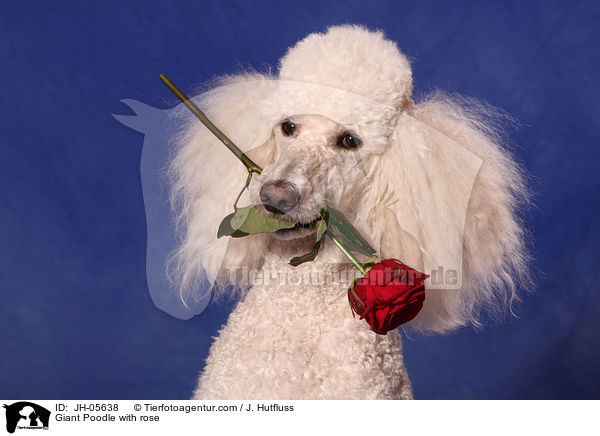 Gropudel mit Rose im Maul / Giant Poodle with rose / JH-05638