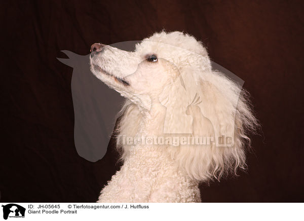 Giant Poodle Portrait / JH-05645