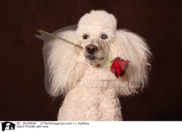 Gropudel mit Rose im Maul / Giant Poodle with rose / JH-05646