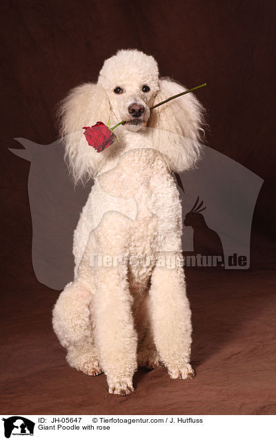 Giant Poodle with rose / JH-05647