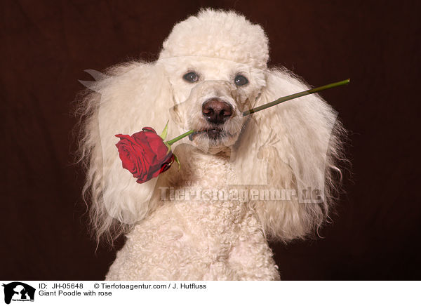 Giant Poodle with rose / JH-05648