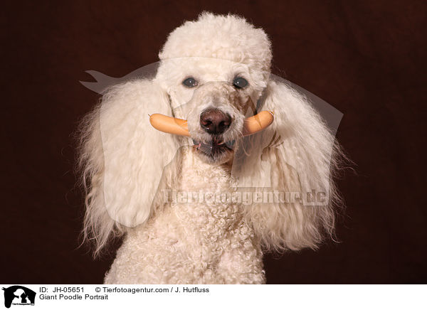 Gropudel Portrait / Giant Poodle Portrait / JH-05651
