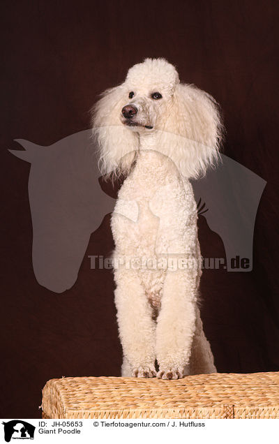 Giant Poodle / JH-05653
