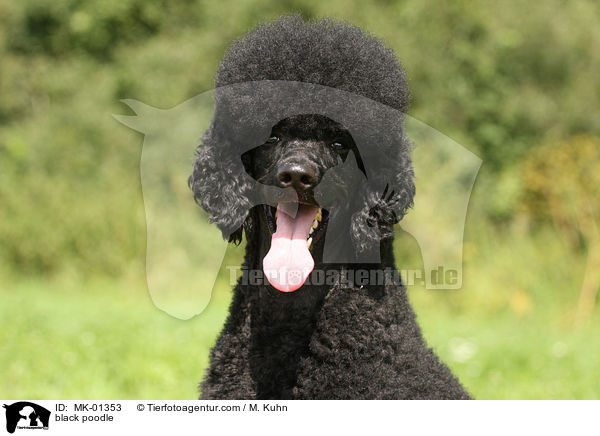 schwarzer Gropudel / black poodle / MK-01353