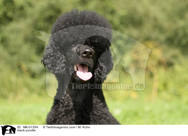 black poodle / MK-01354