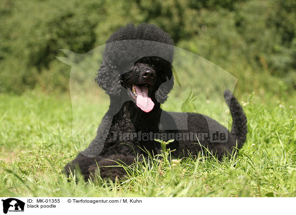 schwarzer Gropudel / black poodle / MK-01355