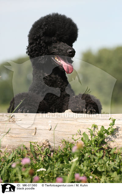black poodle / MK-01360