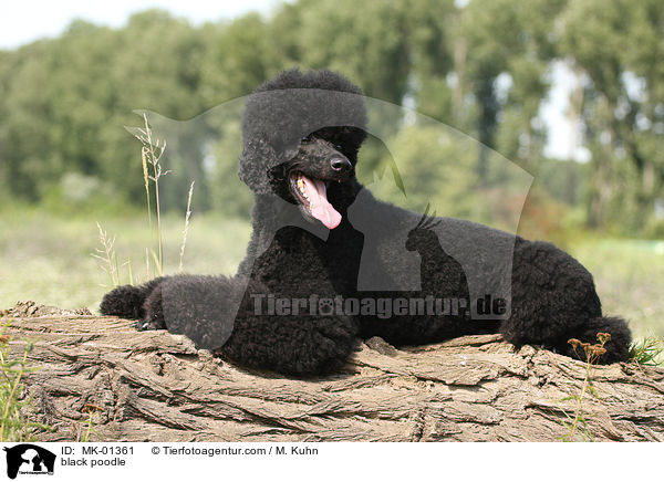 black poodle / MK-01361