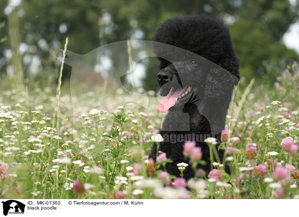 black poodle / MK-01362